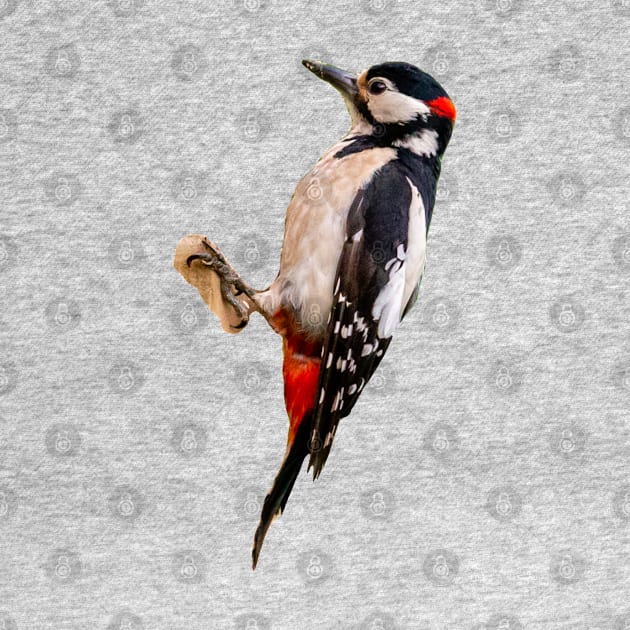 Great Spotted Woodpecker by dalyndigaital2@gmail.com